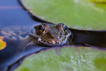 Frog close up