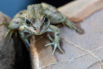 Frog close up