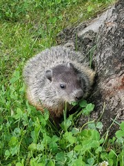 Groundhog eating Clover