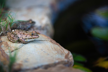 Frog close up