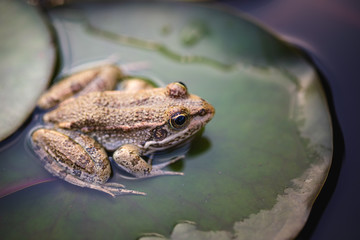 Frog close up