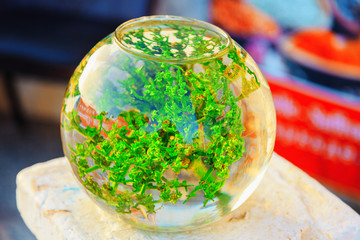 spherical aquarium with green algae