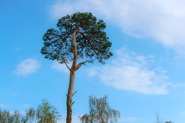 A lonely tree against the blue sky. The top of a lonely pine.