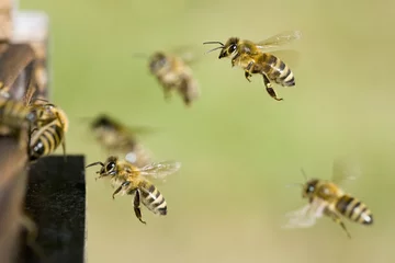 Fotobehang Am Bienenstock © C. Schüßler