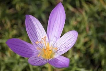Fotobehang Krokus Flowering gentle lilac crocus speciosus  © savelov