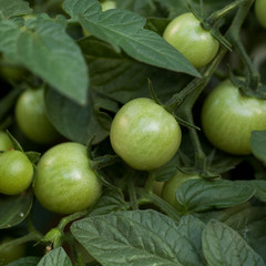 few green tomatoes ripen on a branch in the garden