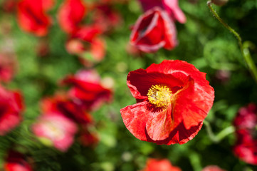 Papaver rhoes; d Poppy; worlds most popular wildflower