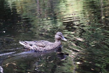 Kaczka pływająca w jeziorze.