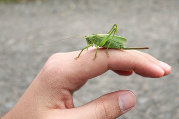 Konik polny na palcu. © Jakub