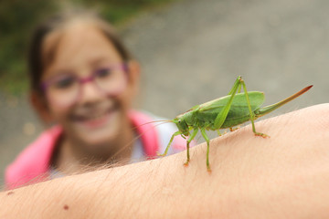 Zielony konik polny na ręce. © Jakub