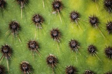 Texture of green cactus, photo