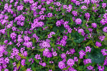 Beautiful background of small purple colored flowers typical of the areas of the Mediterranean Sea
