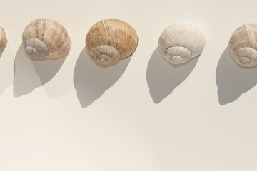 Schnecke, Schnecken,Reihenhause, Reihenhäuser Spirale, Schneckenhaus, Schneckenhäuser, Schneckengehäuse, Makro, Feinschmecker, Schnecke, Schnecken, Gehäuse, Weinbergschnecke, Weinbergschnecken