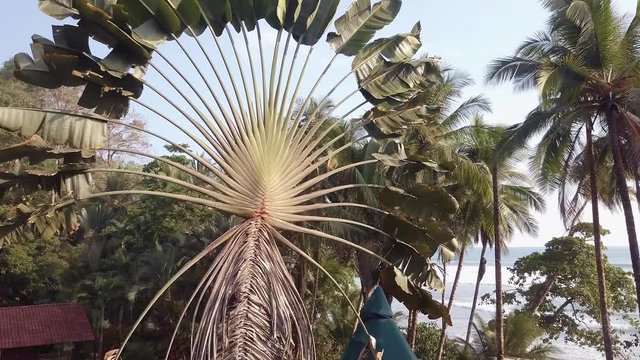 Aerial shot close up and pulling away from a Traveler&sbquo;&Auml;&ocirc;s Palm tree, ravenala madagascariensis, on the beach of Punta Banco, Costa Rica.