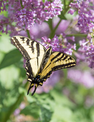 Close-up of swallowtail butterfly with wings open, feeding on purple lilac flowers