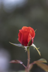 Bright red rose with closed petals early in the morning