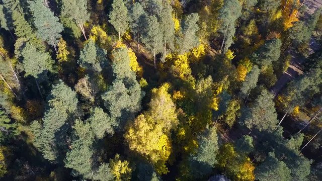 Flight over a autumn forest