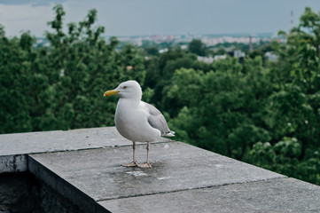 A large white seagull on a background walking along a parapet against a background of green trees and a city