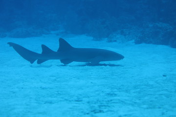 Unedited nurse shark underwater on a coral reef in Little Cayman, Caribbean