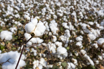 Cotton field