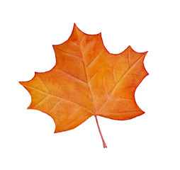 Colorful drawing of decorative maple leaf. Traditional autumn season symbol. Cute shape, bright warm colour. Handdrawn watercolour paint on white backdrop, cutout clipart for design and decoration.