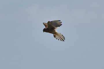 Turmfalke im Rüttelflug von der Seite