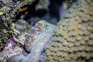 Beautiful blue iridescent Caribbean octopus underwater on a coral reef at night - hunting. Little Cayman, Caribbean