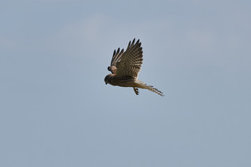 Turmfalke von der Seite im Rüttelflug