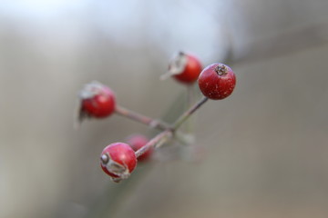 Macro Berries