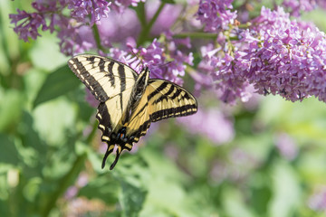 Swallowtail butterfly with wings open resting on purple lilac flowers in early summer