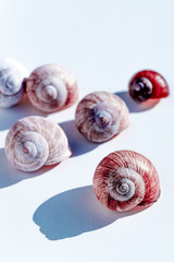 Weinbergschnecke, Weinbergschnecken, Schneckenhaus, Schneckenhäuser, Schneckengehäuse, Makro, Feinschmecker, Schnecke, Schnecken, Gehäuse