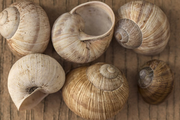 Weinbergschnecke, Weinbergschnecken, Schneckenhaus, Schneckenhäuser, Schneckengehäuse, Makro, Feinschmecker, Schnecke, Schnecken, Gehäuse