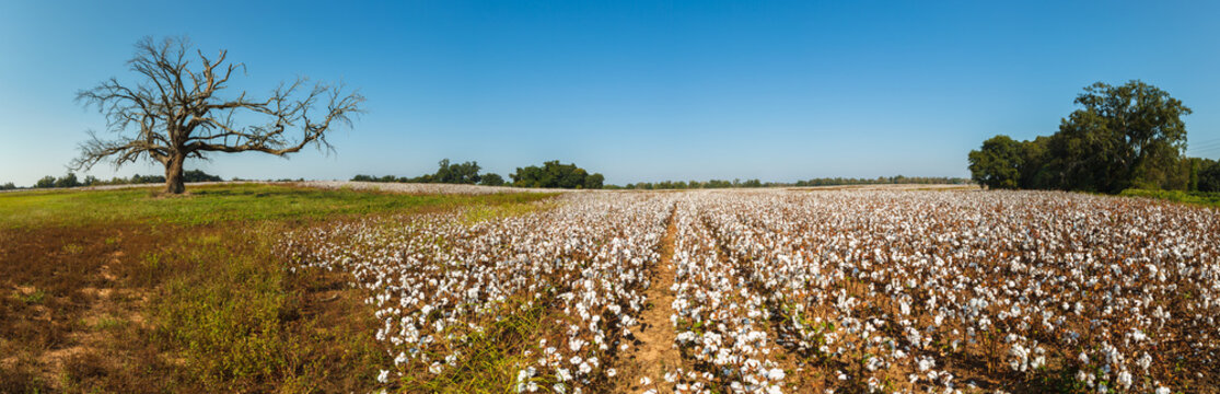 Alabama Cotton Field