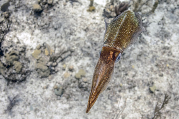 Beautiful colorful Caribbean Reef Squid from Little Cayman underwater while scuba diving
