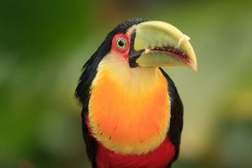 Red-breasted Toucan