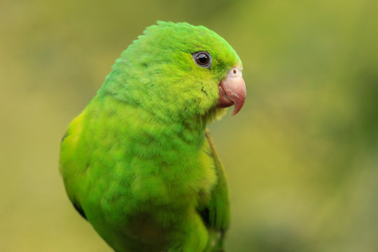 Plain Parakeet