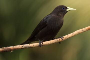 Red-rumped Cacique