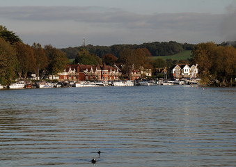 Coots at Bourne End