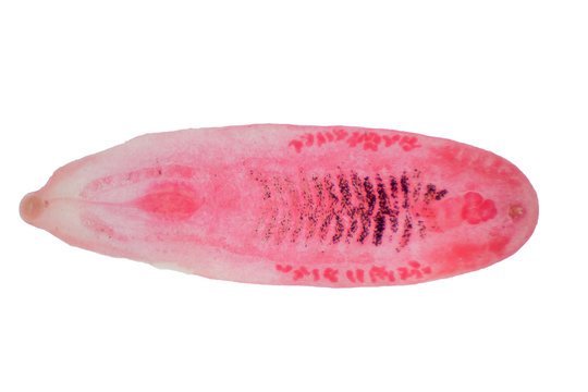 Liver fluke(Parasitic flatworm) of cattle and other grazing animals.