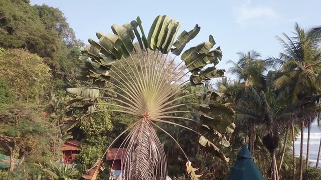 Aerial shot hovering close around a tall strange Traveler&sbquo;&Auml;&ocirc;s Palm tree, ravenala madagascariensis, on the beach of Punta Banco, Costa Rica.