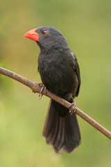 Black-throated Grosbeak