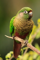 Maroon-bellied Parakeet