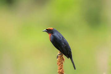 Chestnut-capped Blackbird