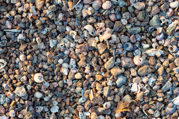 Sea shore texture background with little stones and shells in light of setting sun,  selective focus