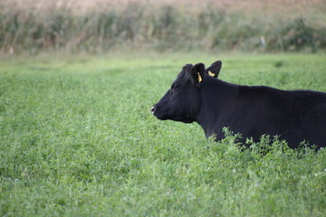 wild tiere