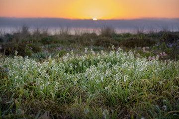 Naklejka premium carpet of flowers on dunes