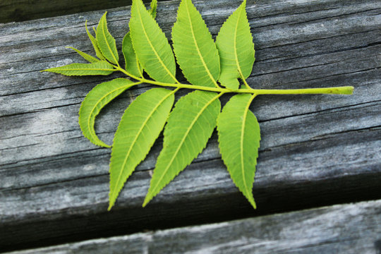 A beautiful leaf