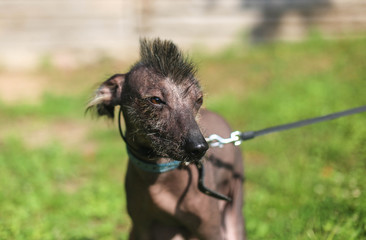 Mexican Hairless Dog, Xoloitzcuintli. pet with an Iroquois haircut.  walk on nature with a friend.