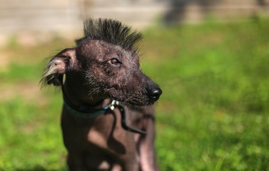 Mexican Hairless Dog, Xoloitzcuintli. pet with an Iroquois haircut.  walk on nature with a friend.