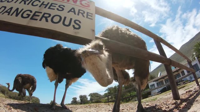 Low angle, ostrich eating in Cape Town